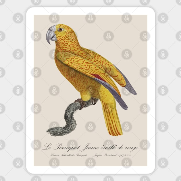 Le Perroquet Jaune Ecaille de Rouge Parrot - 19th century Jacques Barraband Illustration Sticker by SPJE Illustration Photography